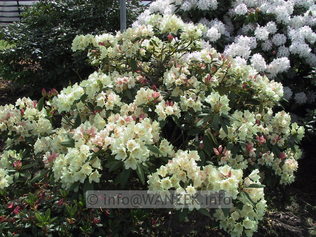 Rhododendron Goldsworth Yellow 01.JPG